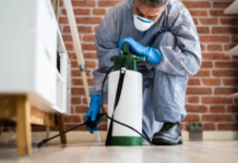 5 Pest Removal Services You Might Need