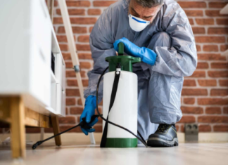 5 Pest Removal Services You Might Need